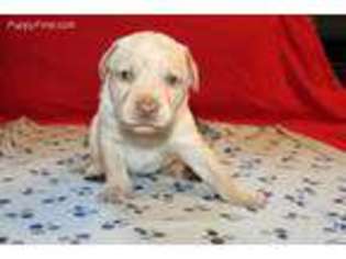 Labrador Retriever Puppy for sale in American Canyon, CA, USA