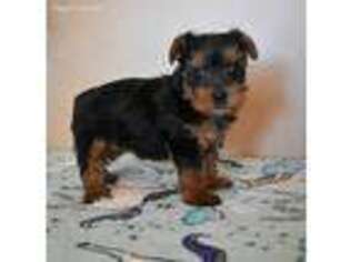 Yorkshire Terrier Puppy for sale in Downing, MO, USA