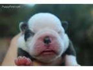 Boston Terrier Puppy for sale in Woodburn, OR, USA