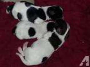 Papillon Puppy for sale in LAKE HELEN, FL, USA