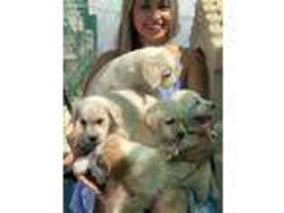 Labradoodle Puppy for sale in Lake Elsinore, CA, USA