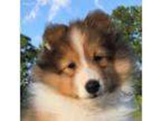 Shetland Sheepdog Puppy for sale in Holly Bluff, MS, USA
