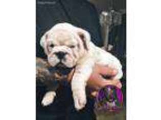 Olde English Bulldogge Puppy for sale in Liberty Hill, TX, USA