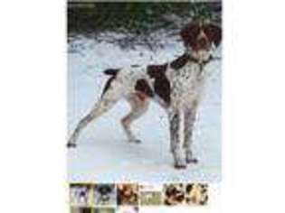 German Shorthaired Pointer Puppy for sale in Spartanburg, SC, USA