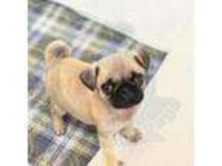 Pug Puppy for sale in Checotah, OK, USA