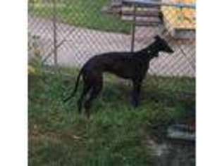 Greyhound Puppy for sale in Redford, MI, USA