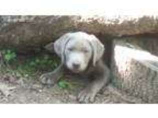 Labrador Retriever Puppy for sale in Tomball, TX, USA