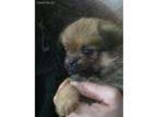 Brussels Griffon Puppy for sale in Winchendon, MA, USA