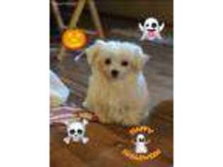 Maltese Puppy for sale in Sandy Hook, KY, USA