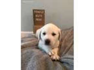 Labrador Retriever Puppy for sale in Ladson, SC, USA