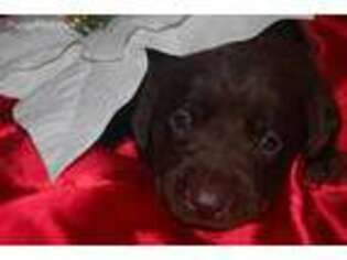 Labrador Retriever Puppy for sale in Bryant, AL, USA