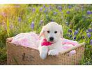 Golden Retriever Puppy for sale in Magnolia, TX, USA