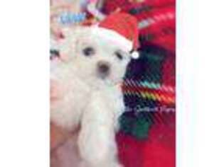 Maltese Puppy for sale in Homestead, FL, USA