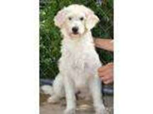 Labradoodle Puppy for sale in Northwood, NH, USA
