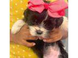 Shorkie Tzu Puppy for sale in Bronx, NY, USA
