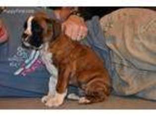 Boxer Puppy for sale in Yates Center, KS, USA