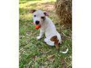 American Staffordshire Terrier Puppy for sale in Monroe, GA, USA
