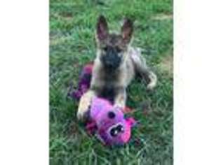 German Shepherd Dog Puppy for sale in Madison Heights, VA, USA