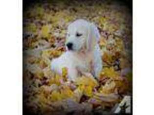 Labrador Retriever Puppy for sale in JANESVILLE, WI, USA