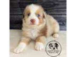 Australian Shepherd Puppy for sale in Fultonville, NY, USA