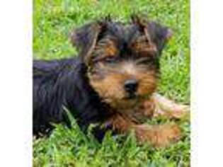 Yorkshire Terrier Puppy for sale in Lamar, MO, USA