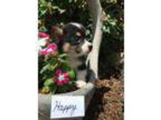 Pembroke Welsh Corgi Puppy for sale in Owen, WI, USA