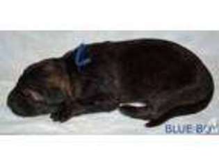German Shepherd Dog Puppy for sale in BLUE EYE, MO, USA