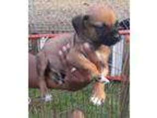 Boerboel Puppy for sale in Jackson, MI, USA