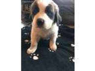 Saint Bernard Puppy for sale in Goodyear, AZ, USA