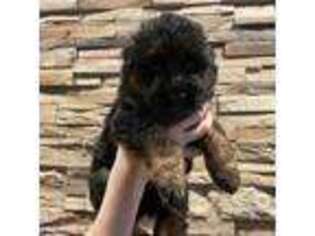 German Shepherd Dog Puppy for sale in Middletown, CT, USA