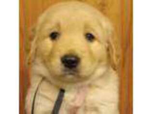 Golden Retriever Puppy for sale in Grand Junction, CO, USA