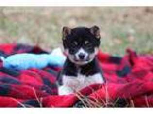 Shiba Inu Puppy for sale in Sedalia, MO, USA