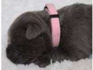 Cane Corso Puppy for sale in Lone Grove, OK, USA