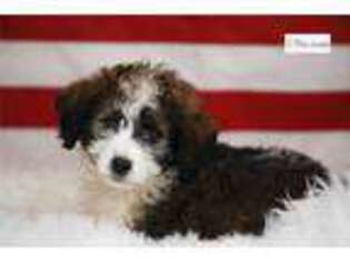 Saint Berdoodle Puppy for sale in Fort Wayne, IN, USA