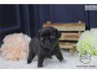 Pug Puppy for sale in Albany, NY, USA