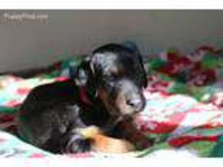 Doberman Pinscher Puppy for sale in Deep Gap, NC, USA