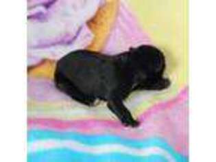 Miniature Australian Shepherd Puppy for sale in Ramseur, NC, USA