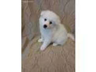 Japanese Spitz Puppy for sale in Keaau, HI, USA