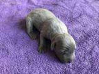Labrador Retriever Puppy for sale in Georgetown, TX, USA