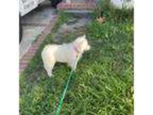 Samoyed Puppy for sale in Garden Grove, CA, USA