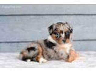 Miniature Australian Shepherd Puppy for sale in Alvaton, KY, USA