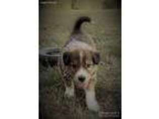 English Shepherd Puppy for sale in Appomattox, VA, USA