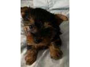Yorkshire Terrier Puppy for sale in Seminole, OK, USA