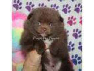 Pomeranian Puppy for sale in Spokane, MO, USA