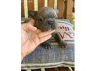 French Bulldog Puppy for sale in Kenefic, OK, USA