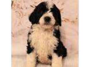 Bernese Mountain Dog Puppy for sale in Spokane, WA, USA