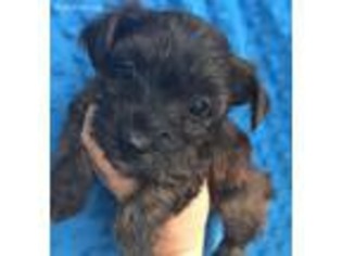 Yorkshire Terrier Puppy for sale in Rutland, IL, USA