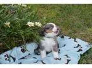 Miniature Australian Shepherd Puppy for sale in Mentone, CA, USA