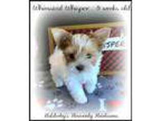 Biewer Terrier Puppy for sale in Springdale, AR, USA