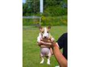 Bull Terrier Puppy for sale in Milwaukee, WI, USA